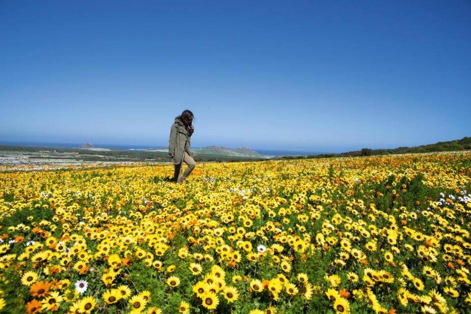 Flower season (South Africa Tourism)