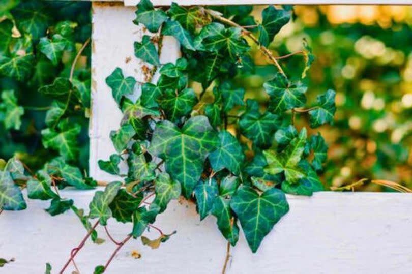 Picture of ivy on a garden fence
