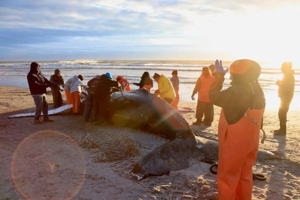 Researchers perform a necropsy on a female humpback whale that washed ashore in Brigantine on Jan. 12.