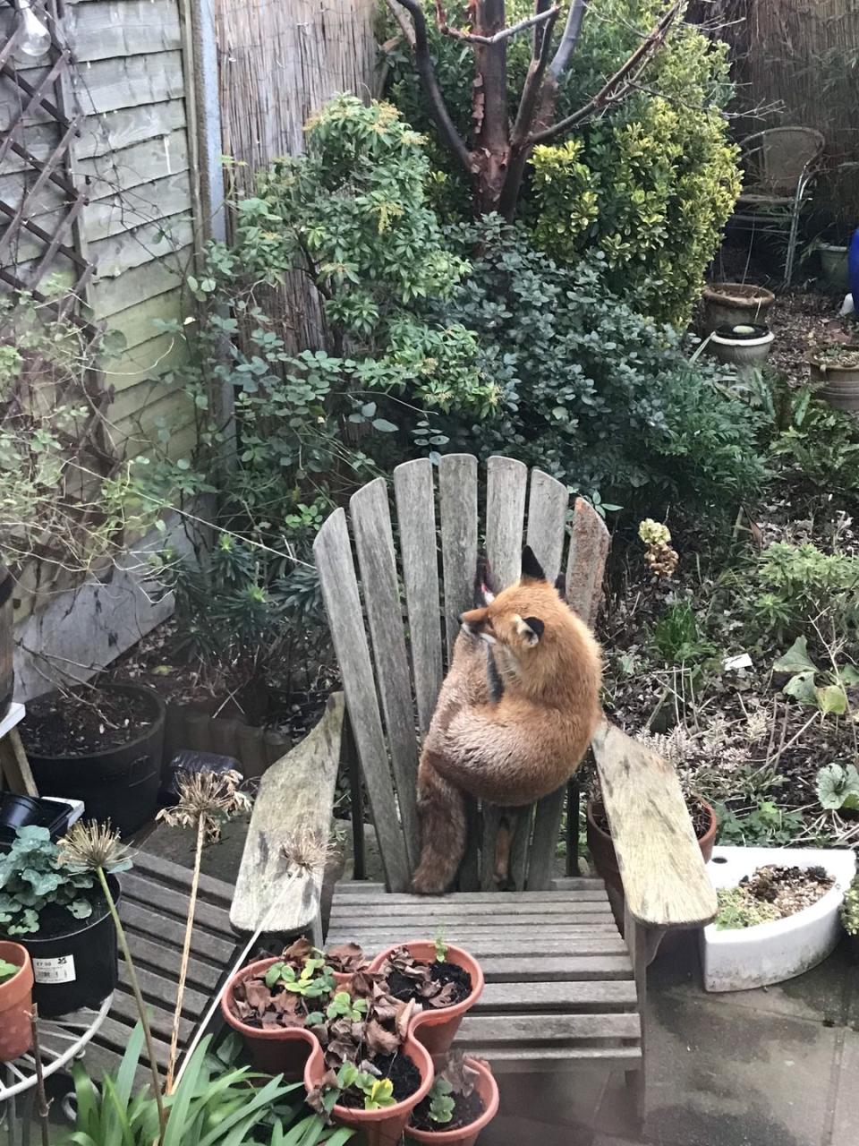 <p>One curious fox got himself in a bit of a pickle when adventuring through a garden in London. While climbing over furniture, he got his foot stuck in the slats of a wooden chair. </p><p>RSPCA rescuer, Francesca Tambini, said: "It wasn't a good start to the year for this little foxy when he got his leg stuck in the back of a chair. Thankfully I was able to slide him out of the fix but he had deep cuts on his paws and was struggling to walk so I took him to a wildlife centre for some TLC before he could be released back to the wild."</p>