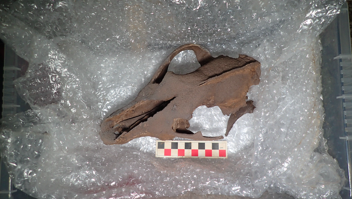 An ancient wolf skull was among the finds at the site in Devon. (SWNS)