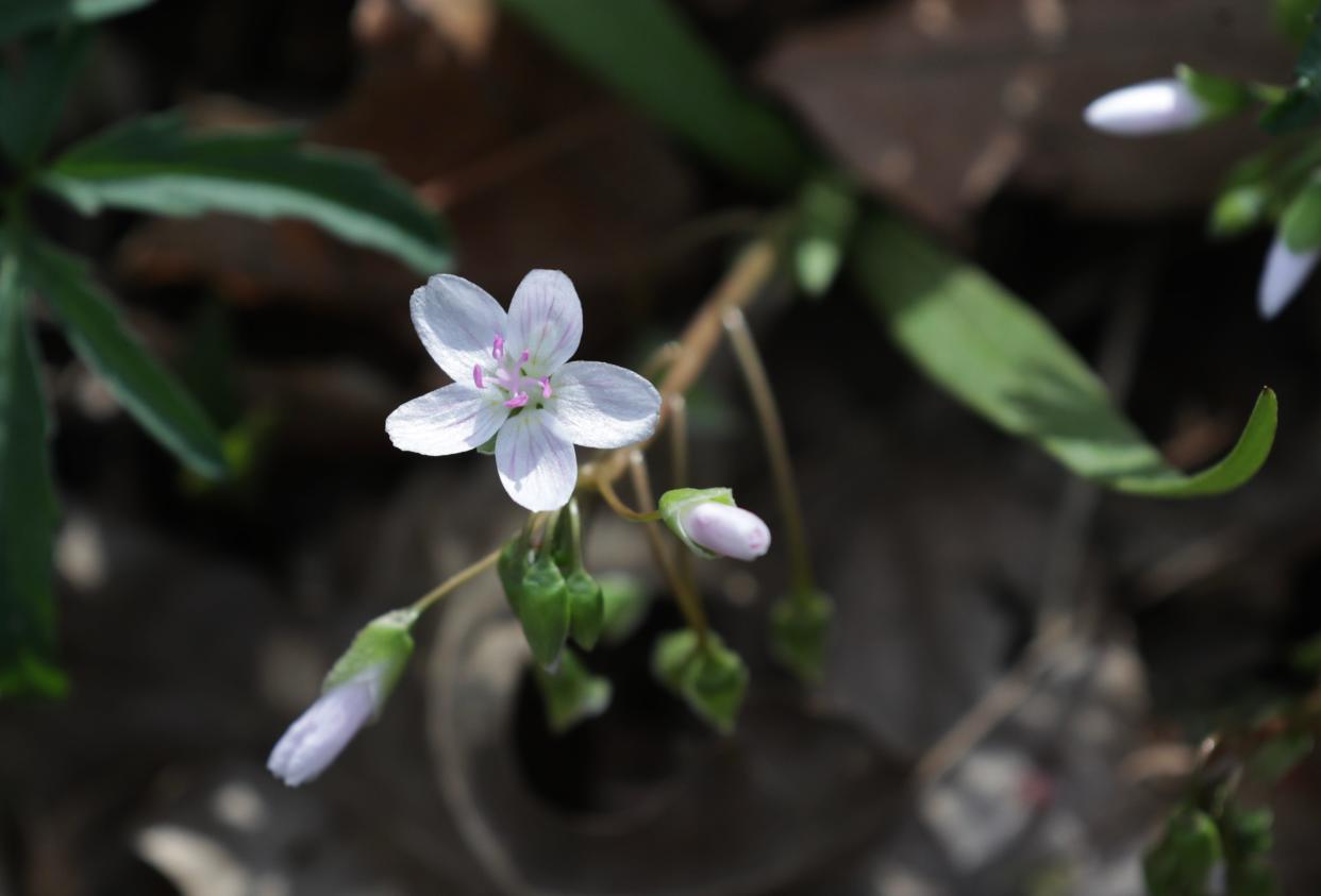 The spring beauty wildflower can be found blooming in many woodland areas across Iowa.