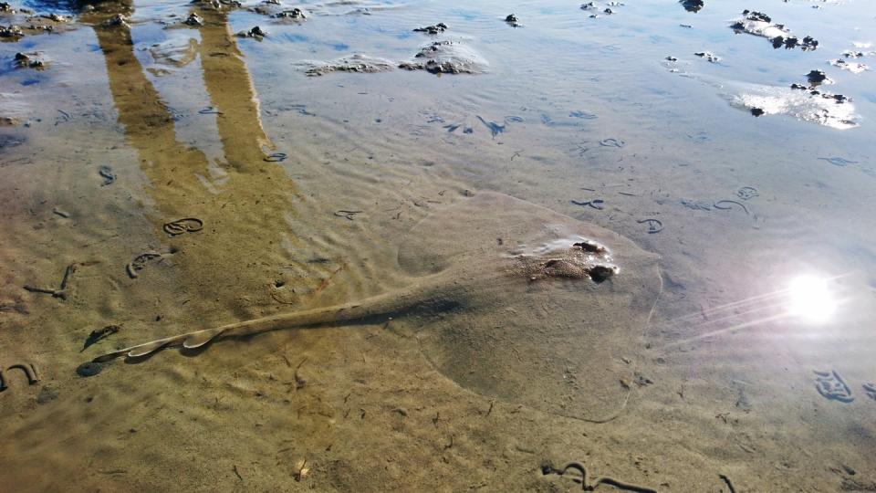 Ein Nagelrochen liegt im seichten Wasser im Watt vor Baltrum.