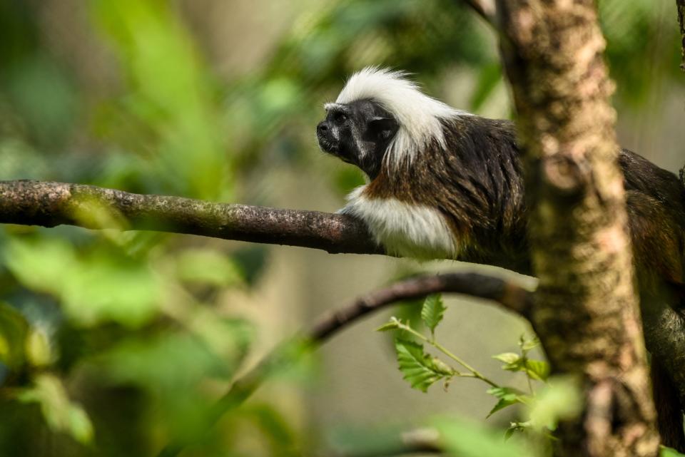 The staff at Bergen County Zoo helps animals beat the heat in Paramus on Friday July 19, 2019. A cotton-top tamarin keeps cool by lounging in the shade. 