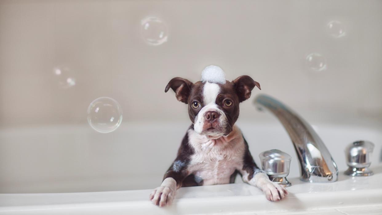  Boston Terrier puppy in bath with soap suds on head, looking at camera. 