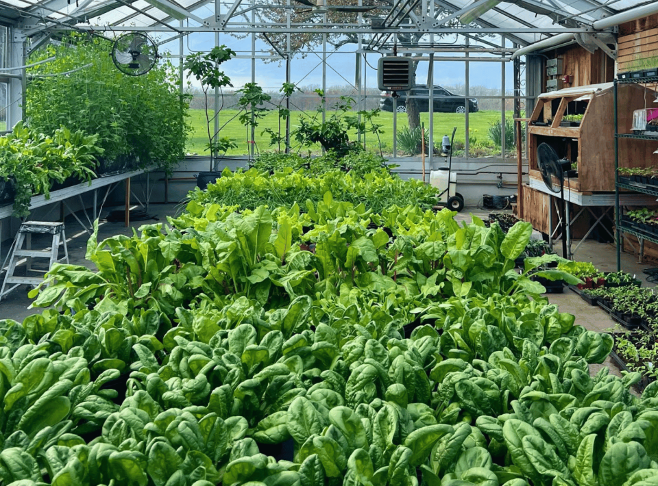 Newport Vineyards is using the former Chaves Gardens greenhouse to expand its farm-to-table menu and culinary garden, growing herbs, fruits and vegetables for use in the dining room and the taproom.
