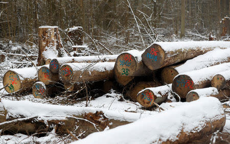 Logged stubs and trees are seen at one of the last primeval forests in Europe, Bialowieza forest, near Bialowieza village, Poland February 15, 2018. Picture taken February 15, 2018. REUTERS/Kacper Pempel