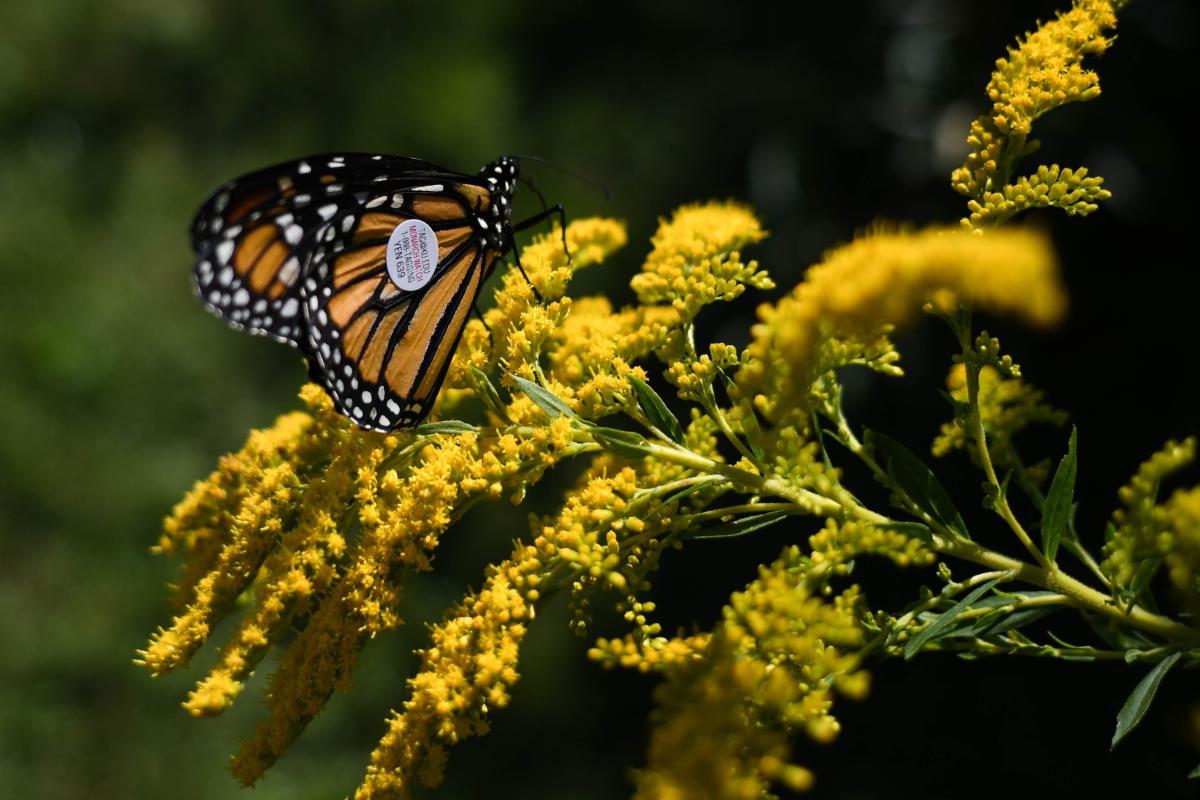 Why are allergies so bad right now? Experts blame a perfect storm.