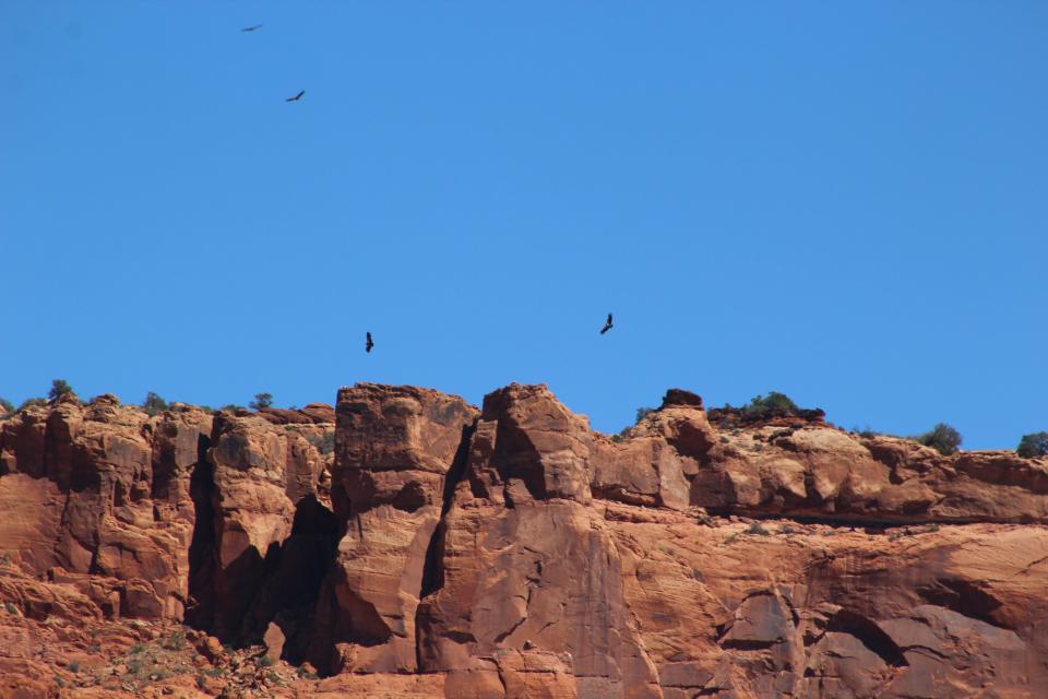 Newly introduced California condors circle at Vermilion Cliffs in northern Arizona.