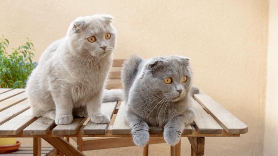 Two Scottish fold cats