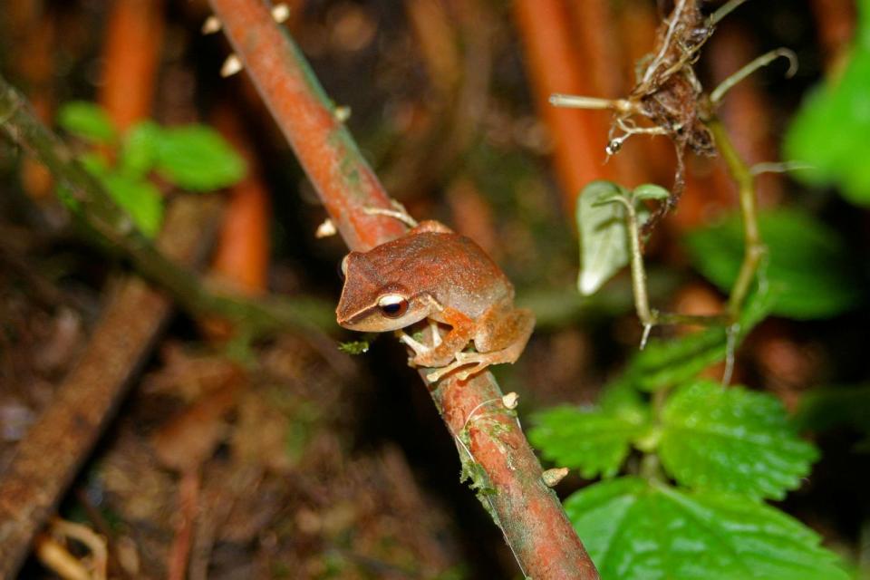 PHOTO: A Mountain Colqui of Puerto Rico. (Getty Images)