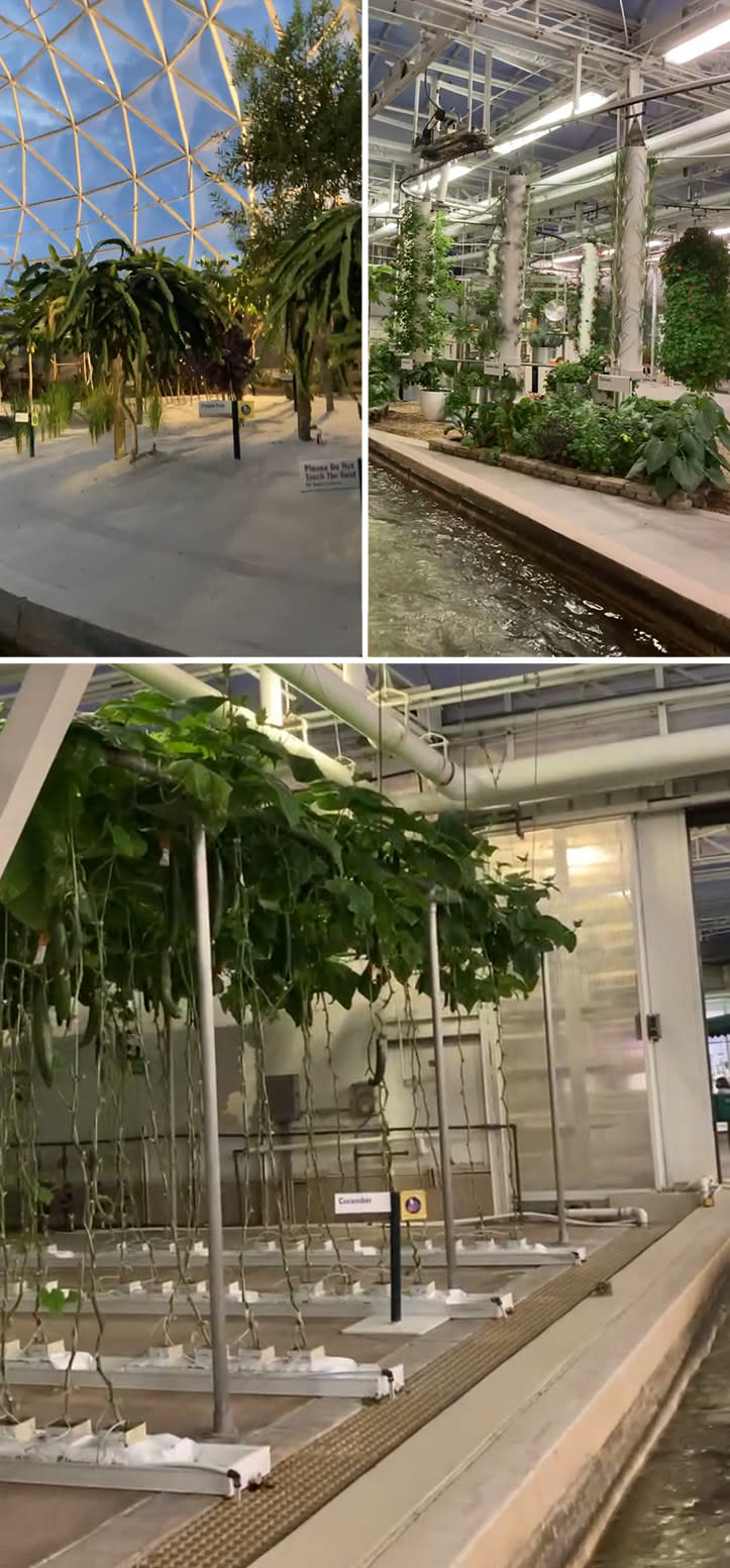 plants inside a glass dome building