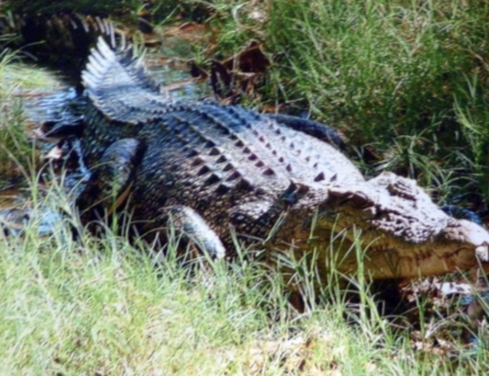 Casey the croc killed Kai Hansen’s dog back in 2018. Source: goatisland.com.au