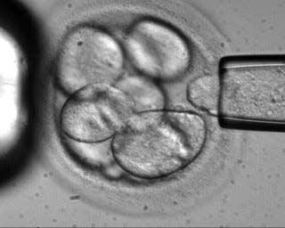 A single cell is removed from a human embryo to be used in generating embryonic stem cells for scientific research.