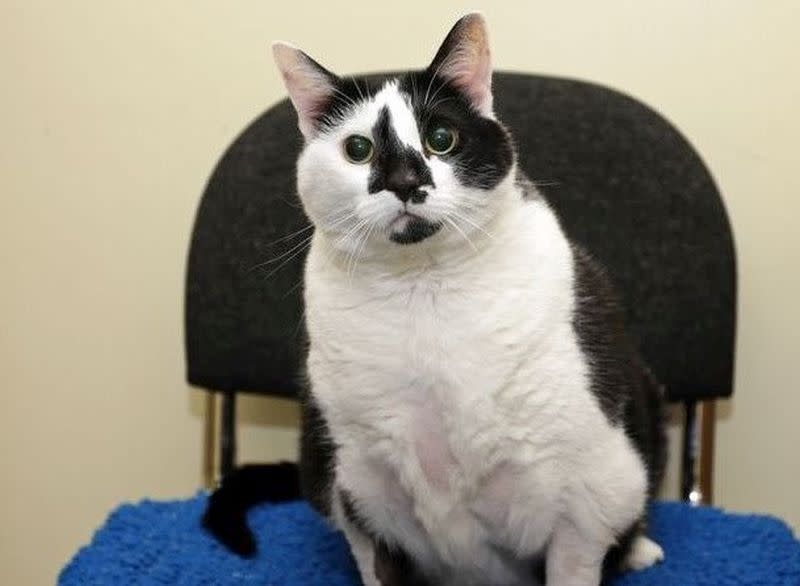 The four-year-old tubby tabby was sent to rescue centre to help her lose weight. —  Picture via Twitter/ByLukeMatthews