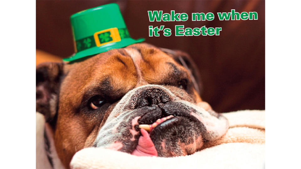 Bulldog in St. Patrick's Day top hat saying, 