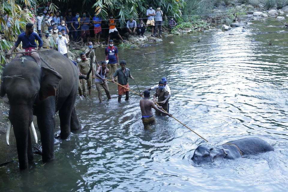 This May 27, 2020 photo shows people pull a 15-year-old pregnant wild elephant towards the banks of the Velliyar River moments after it died in Palakkad district of Kerala state, India. Indian police on Friday arrested one person for causing the death of the elephant which chewed a pineapple stuffed with firecrackers that went off in its mouth in southern India. The female elephant couldn’t eat because of the injury in its mouth and it died in a river later in a forest in Pallakad area in southern Kerala state on May 27, said a state forest officer, Surendra Kumar. (AP Photo/Rajesh U Krishna)