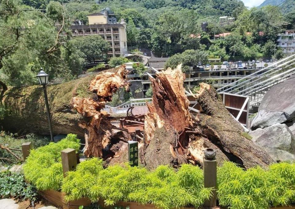 台中市谷關溫泉區一棵高約三十六公尺的「五葉松千年神木」，昨日突然倒塌。（記者陳金龍翻攝）