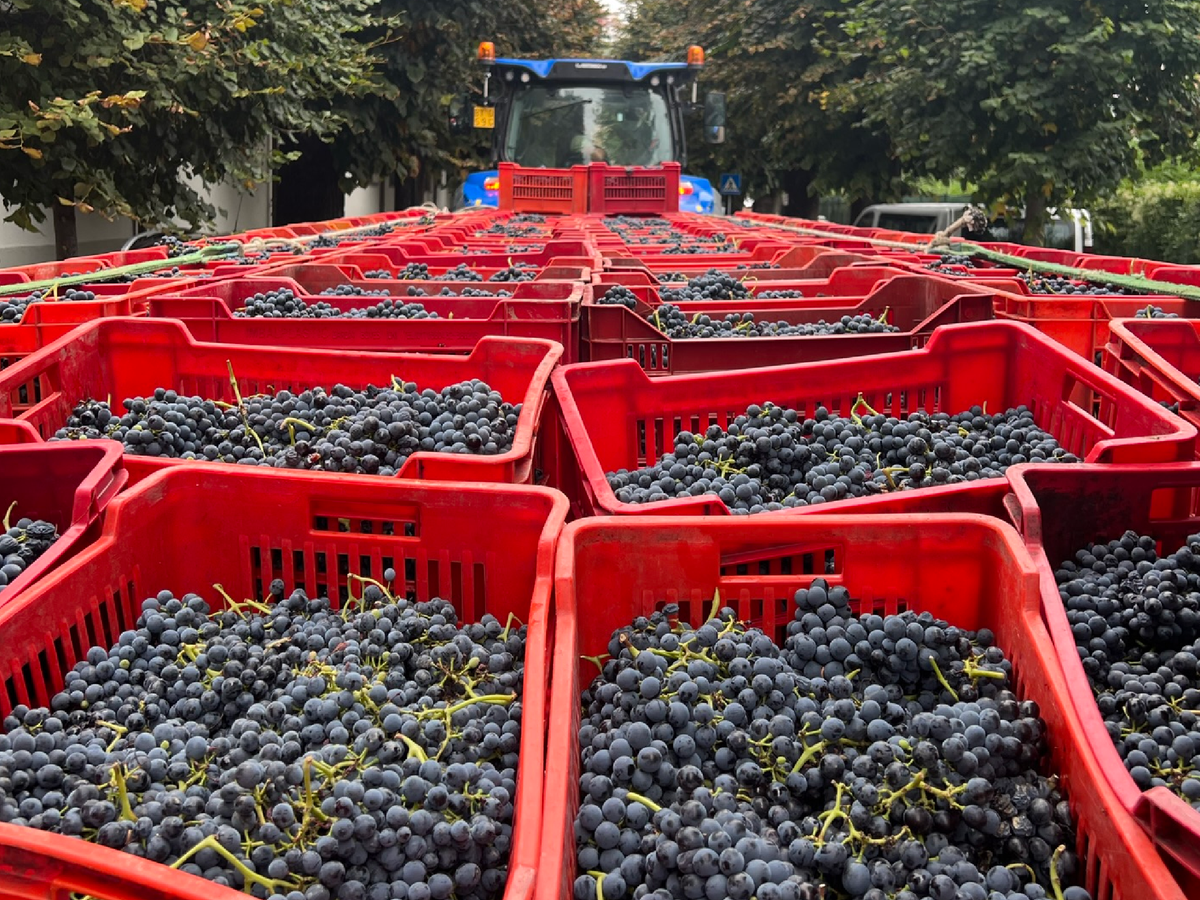 Tractors piled high with grapes are a common sight in autumn (Victoria Grier)
