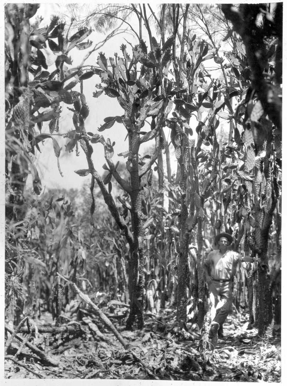 Man standing in an invasive prickly pear forest in Queensland, 1935. <a href="https://www.archivessearch.qld.gov.au/items/ITM1143347" rel="nofollow noopener" target="_blank" data-ylk="slk:Queensland State Archives;elm:context_link;itc:0;sec:content-canvas" class="link ">Queensland State Archives</a>