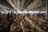 Tobacco buyers browse through rows at a tobacco auction floor on April 16, 2015 in Blantyre, southern Malawi. (Gianluigi Guercia / AFP via Getty Images file)