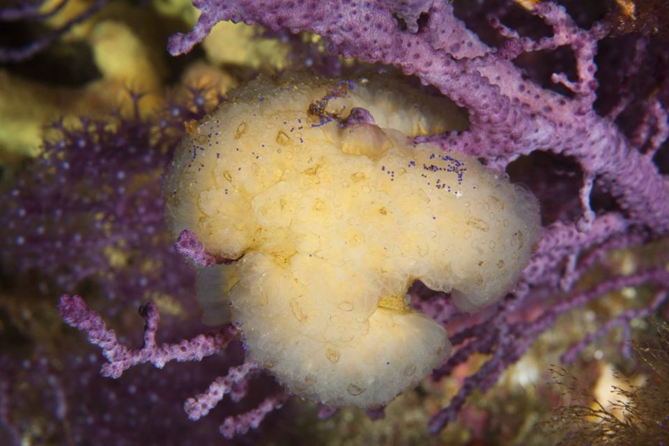 Sea squirts are a group of marine animals that spend most of their lives attached to docks, rocks or the undersides of boats. This sea squirt, Aplidium albicans, produced a compound that was a potential drug treatment for COVID-19.