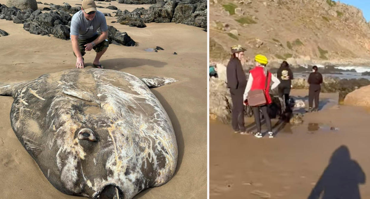 Giant sunfish washed up on beach at Petrel Cove, Victor Harbor in South Australia. 