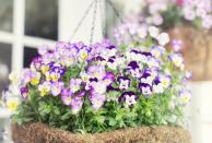<p>This isn't to say that the kids were wrong, but with so many other states adopting the violet as their state flower...</p>