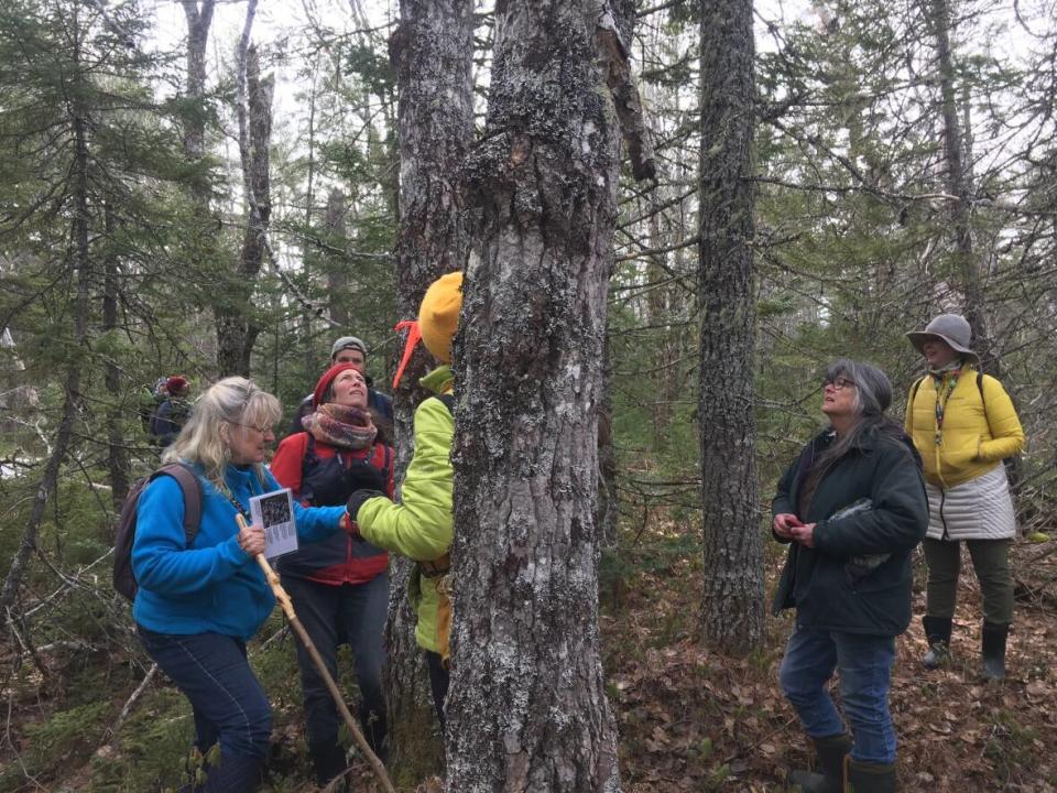 Citizens searched for species at risk at the Beals Brook area of the Annapolis Valley earlier this year. (Submitted by Nina Newington - image credit)