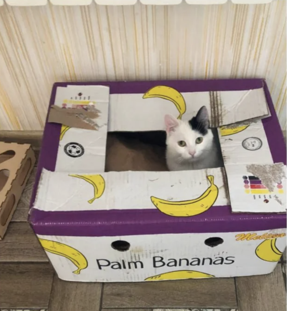 Cat peeking out from a cardboard banana box repurposed as a pet house