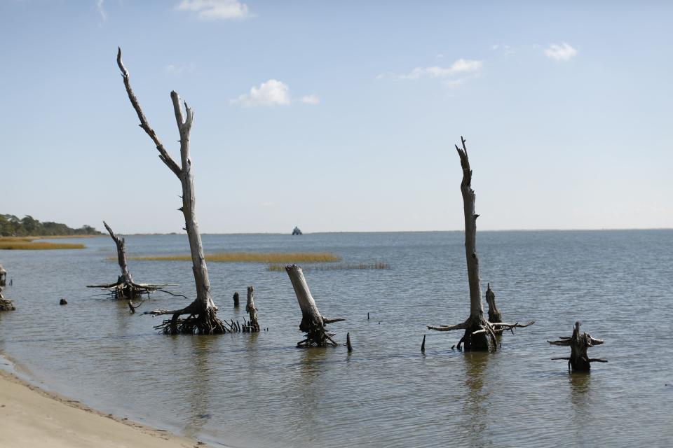 Remains of trees in a coastal ghost forest display rising sea levels on Assateague Island in Virginia