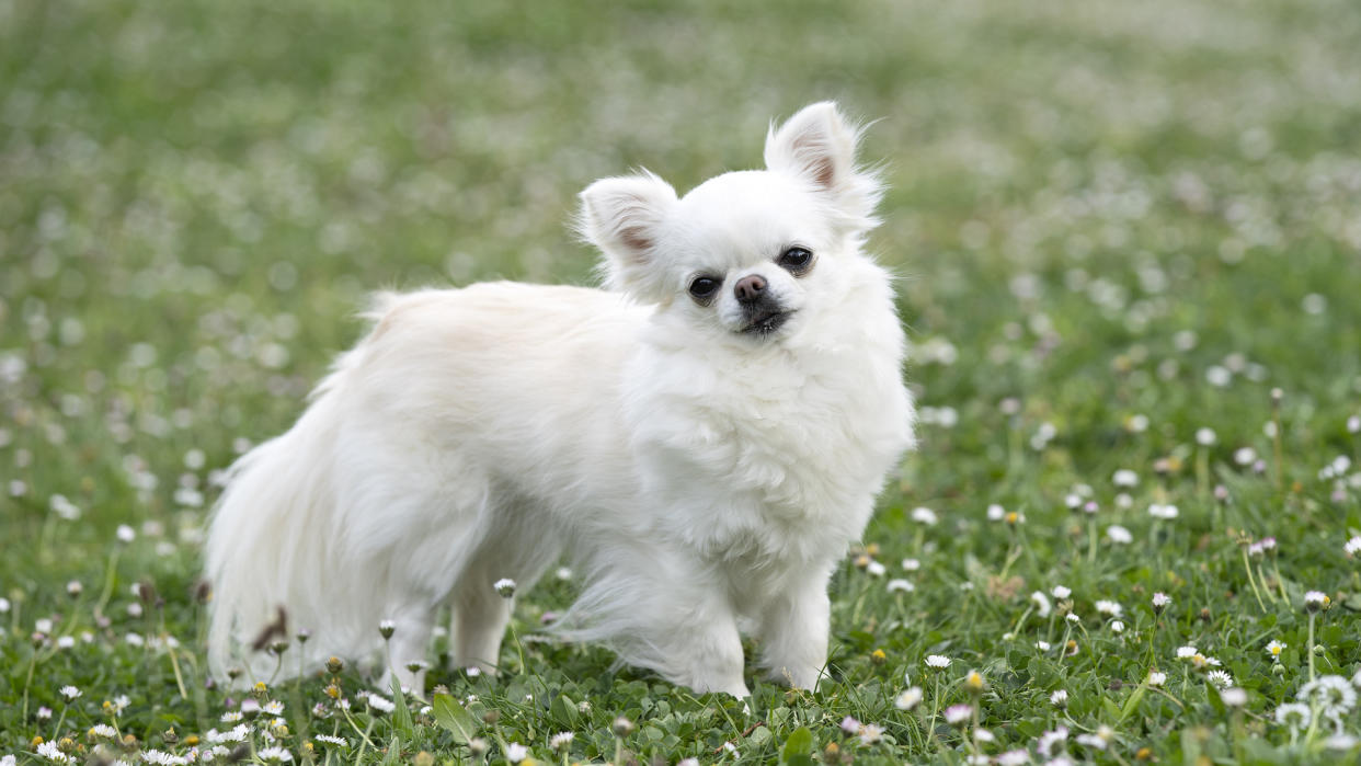 White Chihuahua