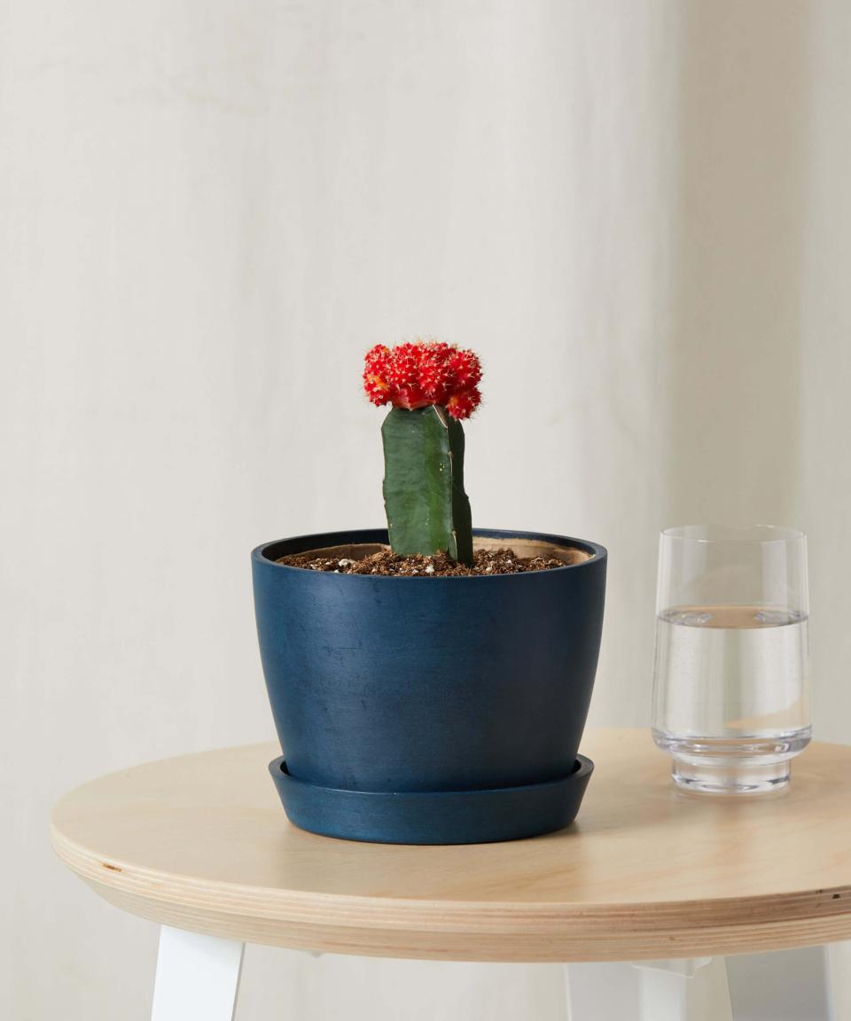 Bloomscape moon cactus, gifts for girlfriends