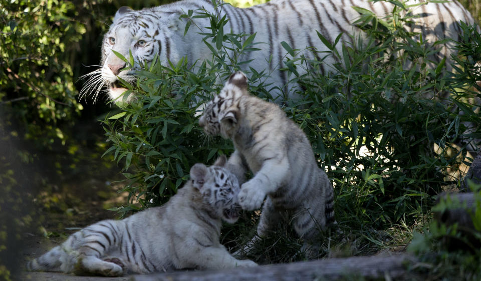 Tres crías de tigres de Bengala blanco juegan en su jaula junto a su madre Cleo en el zoológico de Buenos Aires, Argentina, el miércoles 16 de abril de 2014. (AP Photo/Natacha Pisarenko)