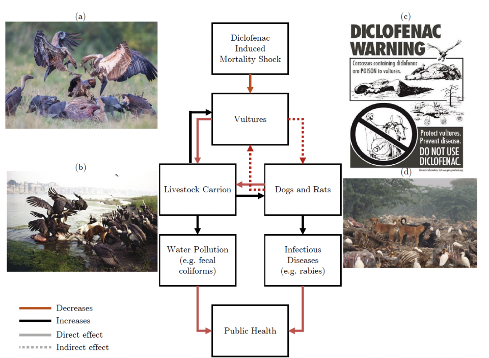 This ecosystem interactions schematic shows how (a) vulture packs descend on carrion; (b) how vultures compete with feral dogs over carcasses, which could end up in water bodies; (c) how warnings are issued to farmers against the use of diclofenac because of the negative impact on vultures; and (d) how packs of feral dogs roam animal landfills. (<a href="https://bfi.uchicago.edu/wp-content/uploads/2023/01/BFI_WP_2022-165.pdf" rel="nofollow noopener" target="_blank" data-ylk="slk:Frank & Sudarshan, University of Chicago, 2023;elm:context_link;itc:0;sec:content-canvas" class="link ">Frank & Sudarshan, University of Chicago, 2023</a>)