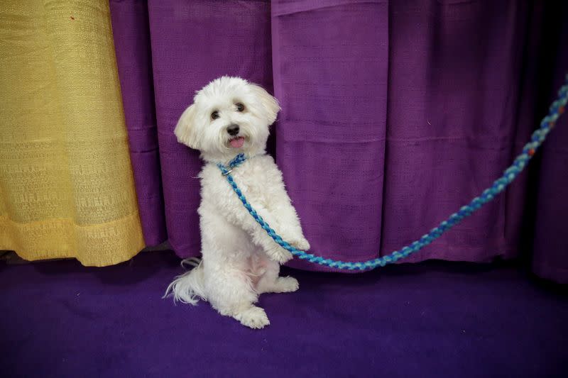 A dog waits to take part in the Masters Agility Championship during the Westminster Kennel Club Dog Show in New York