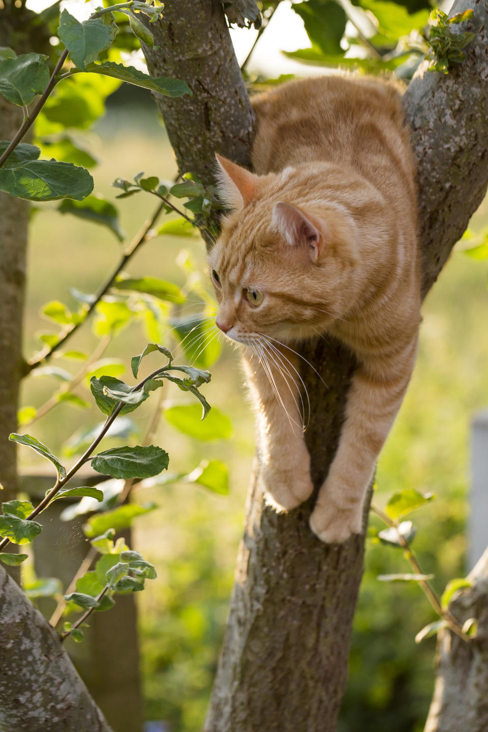 <em>One call was to a woman who was stuck in a tree trying to rescue her cat (Picture: Getty) </em>