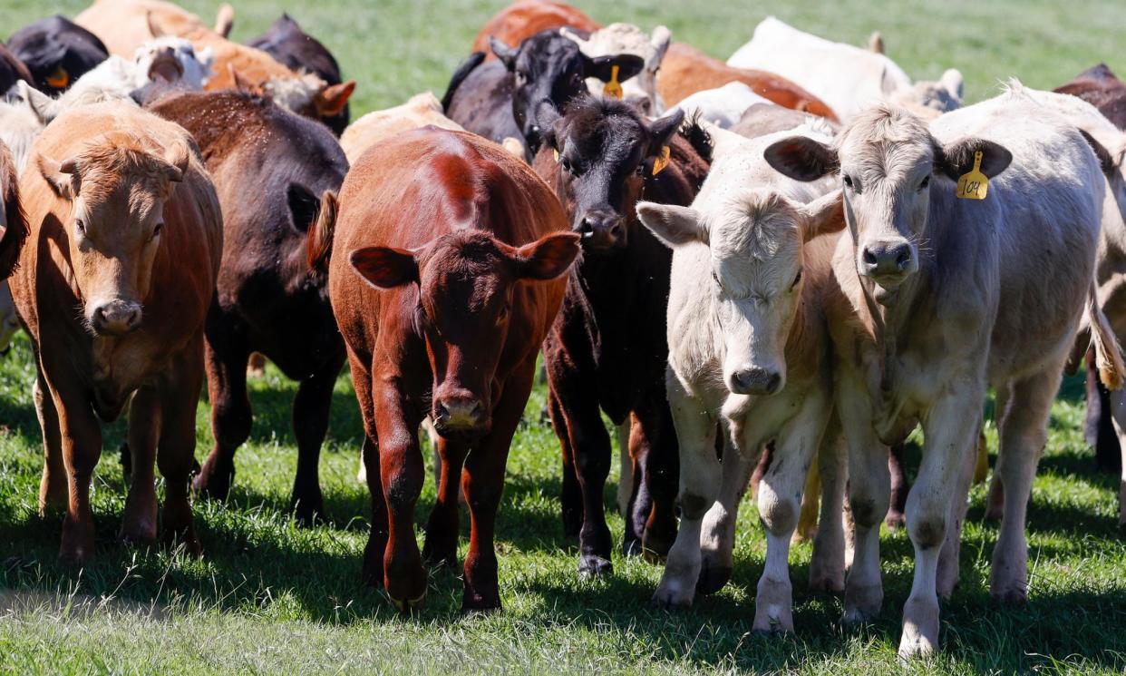 <span>Banks are ‘ignoring a huge cow-shaped hole in their plans’, said the lead author of the report.</span><span>Photograph: Adam Davis/EPA</span>