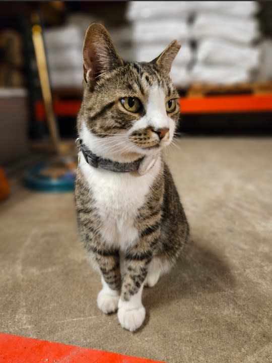 Horatio, the “Assistant Manager Cat” at Seventh Son Brewery, has been diagnosed with cancer. (Courtesy Photo/Joseph Krygier)