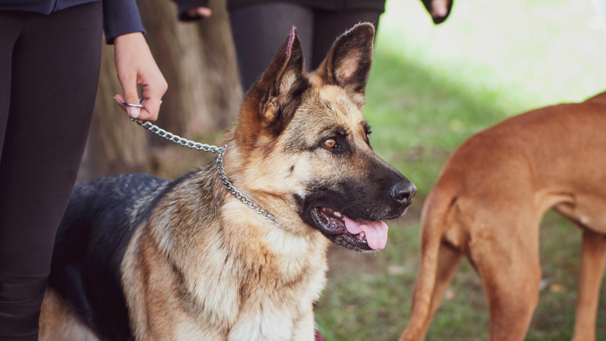  German Shepherd dog undergoing training. 