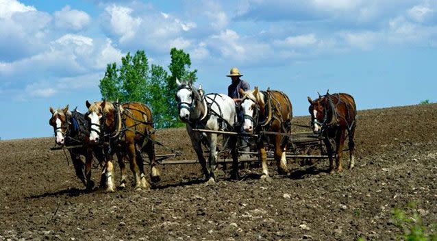 An Amish farmer uses a horse drawn harrow in a field on his farm near Wilson, Wisconsin. Source: Yahoo UK