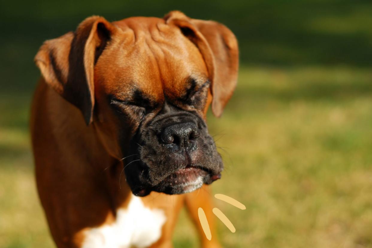 brown dog reverse sneezing outside in a grass field