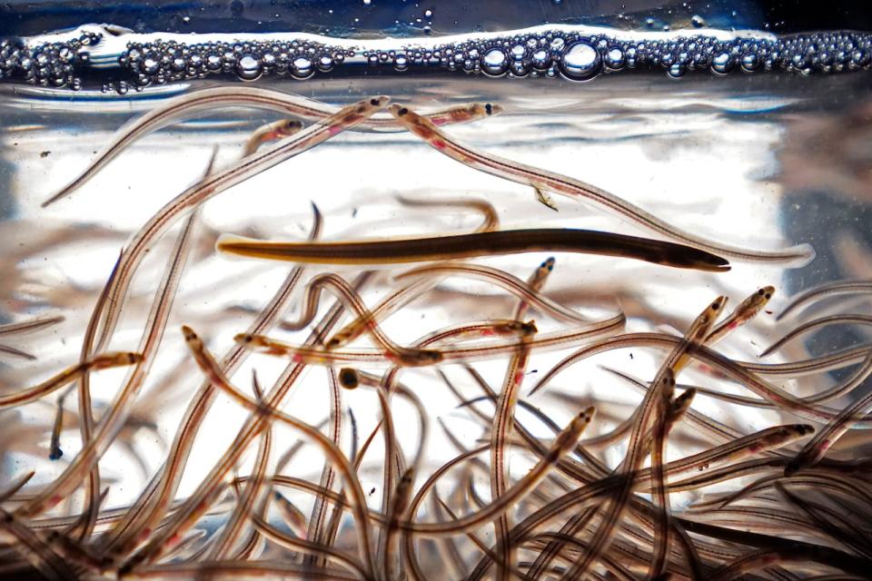 Baby eels, also known as elvers, swim in a tank after being caught in the Penobscot River on May 15, 2021, in Brewer, Maine.
