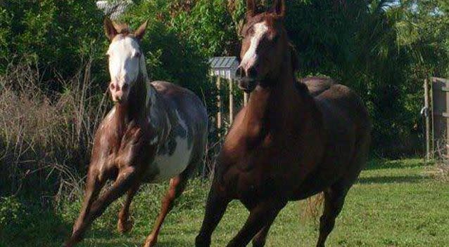 The family have been left devastated with the horses' deaths. Pictured are Christina and Wrangler. Source: Supplied