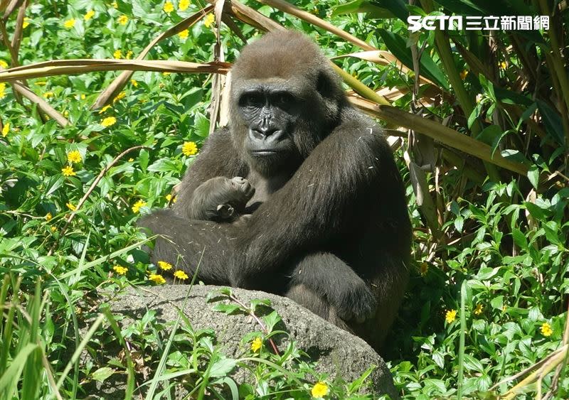 母仔到戶外區活動享受秋陽，讓目睹的遊客嗨翻搶拍照。（圖／動物園提供）