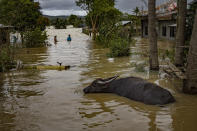 ALCALA, PHILIPPINES - NOVEMBER 15: A carabao is seen in a flooded village after Typhoon Vamco hit on November 15, 2020 in Alcala, Cagayan province, Philippines. Huge amounts of rainfall brought about by Typhoon Vamco on the Philippines caused a dam to spill and left massive flooding in the country's northern Cagayan Valley region, killing dozens. The country continues to reel from the widespread destruction caused by this year's deadliest cyclone which has killed at least 67 people. (Photo by Ezra Acayan/Getty Images)