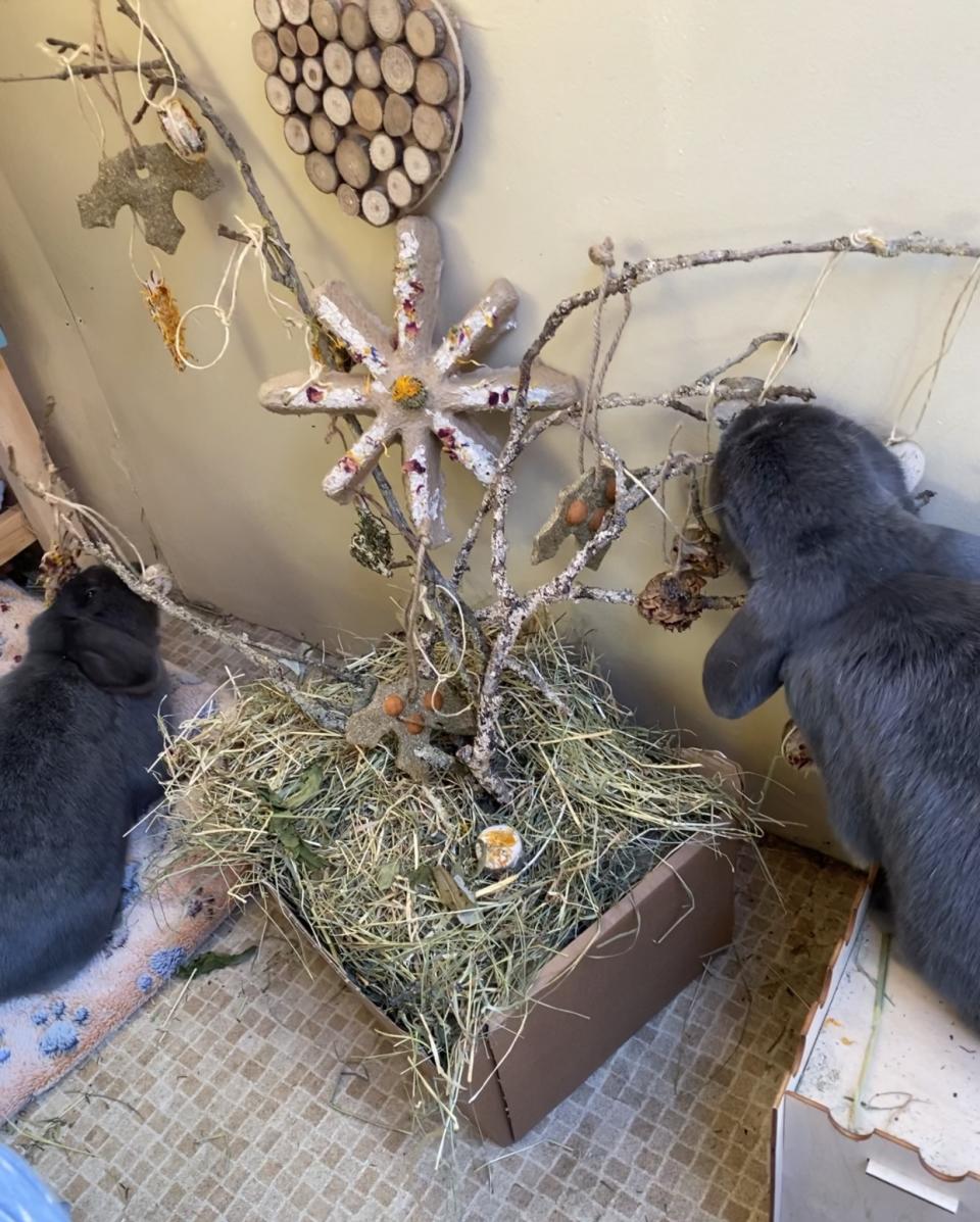 Pippin and Poppy’s Christmas tree (Collect/PA Real Life)