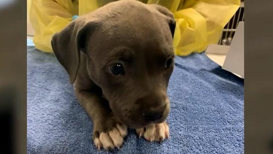 Body camera video released by the Irvine Police Department in Southern California shows officers administering Narcan to a puppy they say was exposed to fentanyl in a car on Sept. 8, 2023.