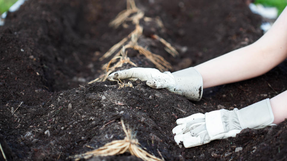 Planting asparagus roots on ridge