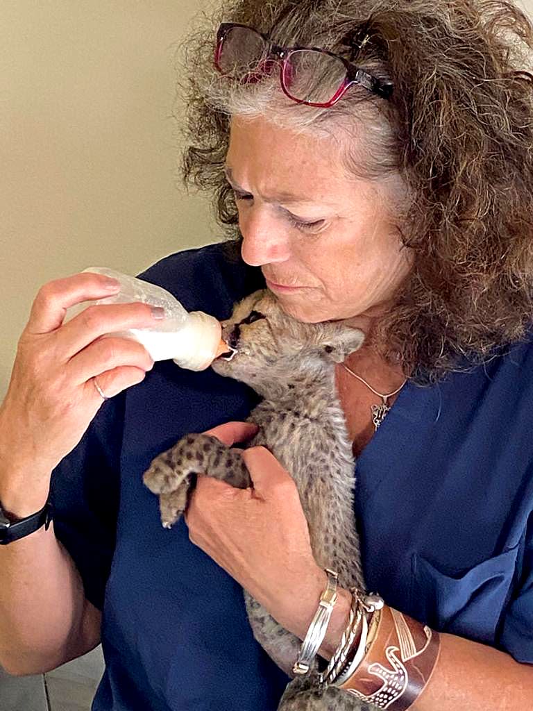 Image: Laurie Marker, founder of the Cheetah Conservation Fund, feeds a cheetah rescued by the organization.   (Sigi de Vos / NBC News)